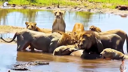 30 Most Horrible Moments When Big Cats Fought Against Crocodiles   Animal Fight