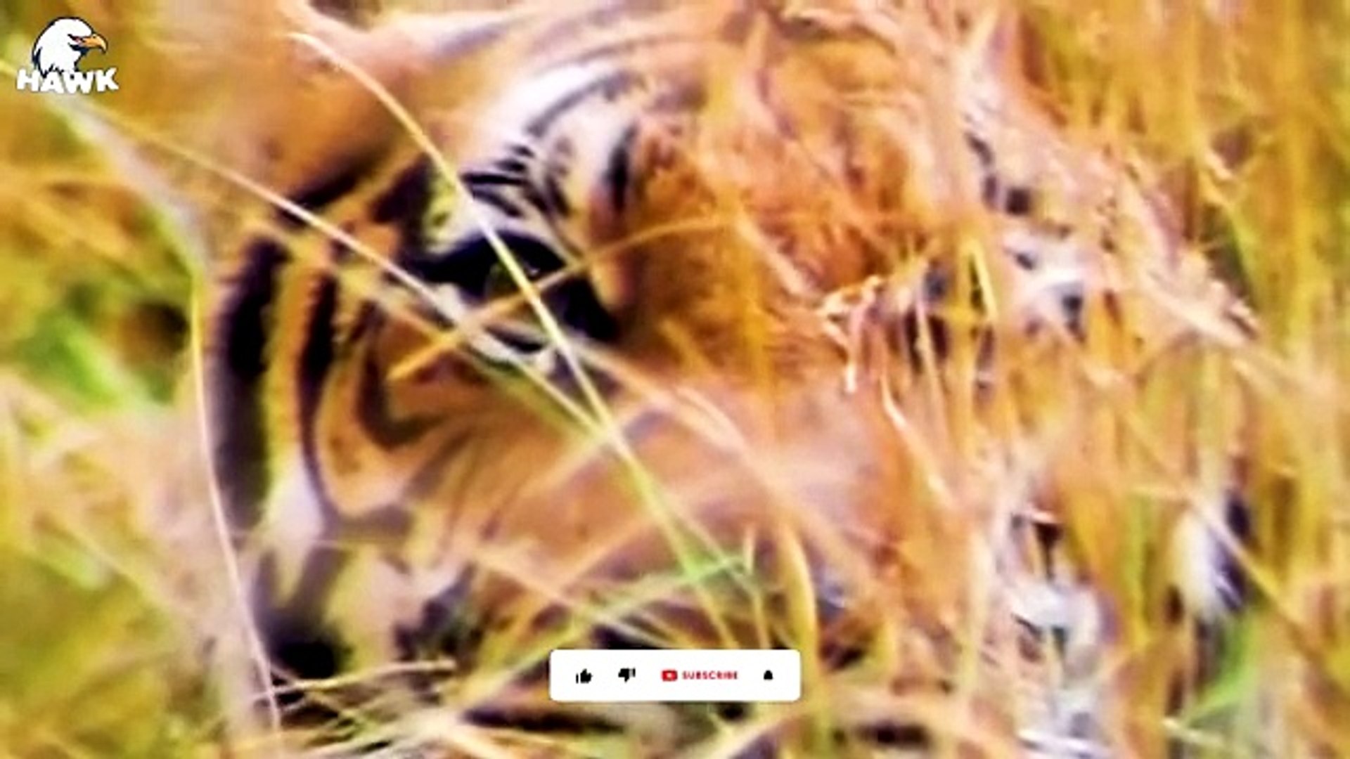 Bengal Tiger - video Dailymotion