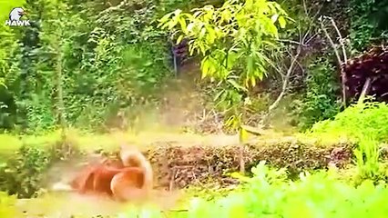 30 Moments Wild Animal Fight Caught On Camera, What Happens Next