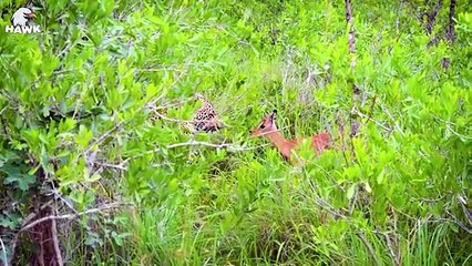 30 Endings The Lion Hunts Alone! The Proud Lion Is Mercilessly Attacked By A Wild Horse