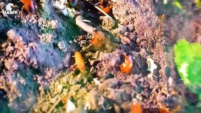 30 Brutal Moments of Ants Hunting Their Prey Animal Fights