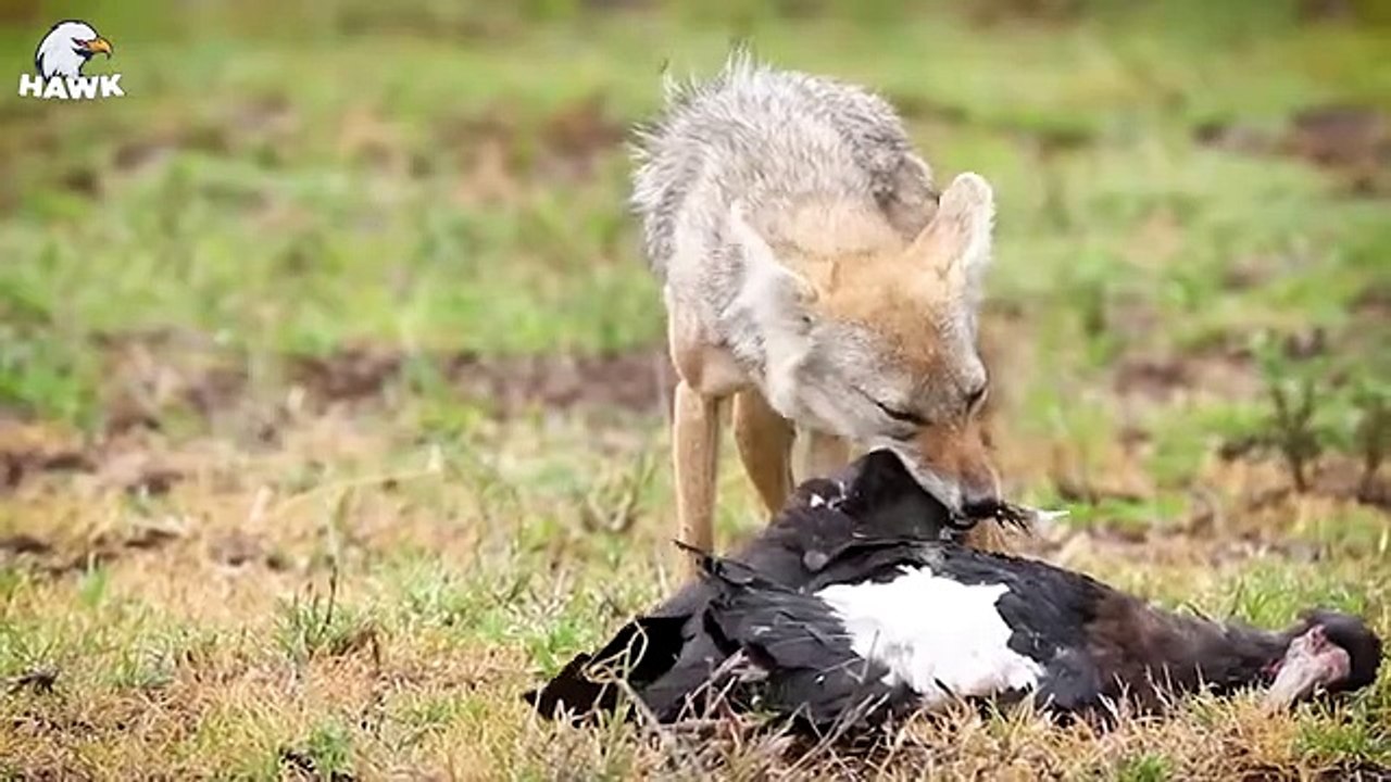 30 Brutal Moments Of Hunting Jackals Fighting Pythons   Animal Fight