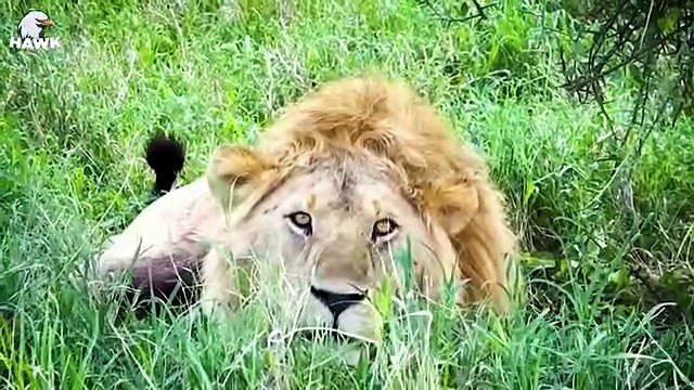 30 Failed Hunts Of Big Cat, Painful Injuries, What Happens Next