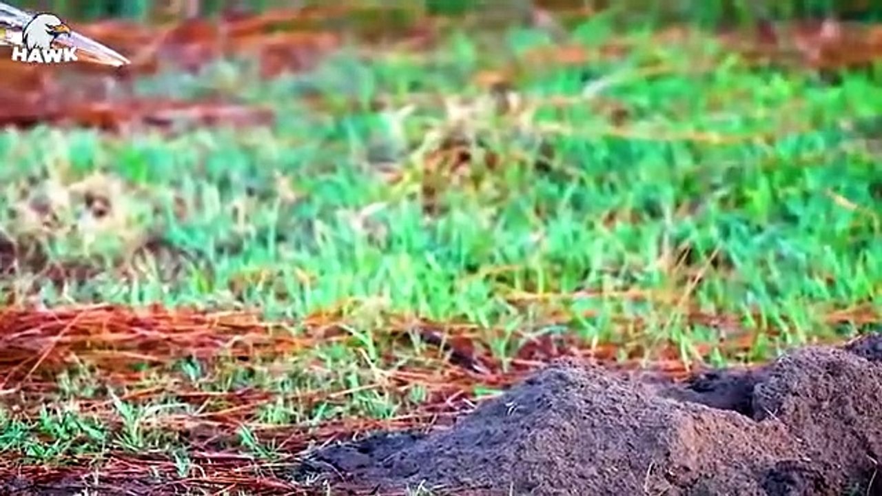 30 How This Bird Swallows Its Prey In Seconds   Wild Animals