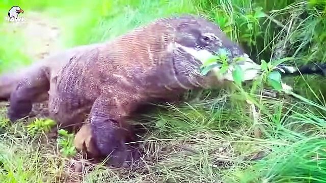 30 Moments 2 Predators Can Catch Wild Horses, Let's See How They Are Animal Fight