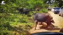 30 Moments Crazy Buffalo Burns Out With His Sharp Horn To Kill Leopard To Save The Baby