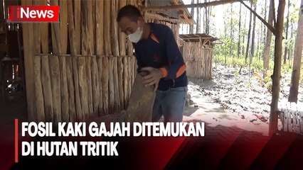 Warga Nganjuk Temukan Fosil Kaki Gajah Purba Berusia 800 Ribu Tahun
