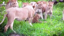 30 Moments Eagle Received Tragic End For Daring To Attack Lion Cub   Animal Fight