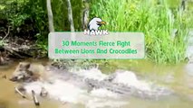 30 Moments Fierce Battle Between Big Cat And Crocodiles