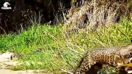 30 Moments Giant Nile Crocodile Swamp King Fights Giant Python Anaconda For Territory