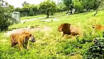 30 Moments Injured Big Cat Constantly Living In Pain, What Happens Next   Animal Fight