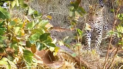 30 Moments Leopard Tries To Escape Python, What Will Happen   Animal Fight