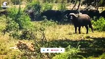 30 Moments Lions Are Painfully Defeated By The Aggressive Buffalo, Can It Survive   Animal Fight