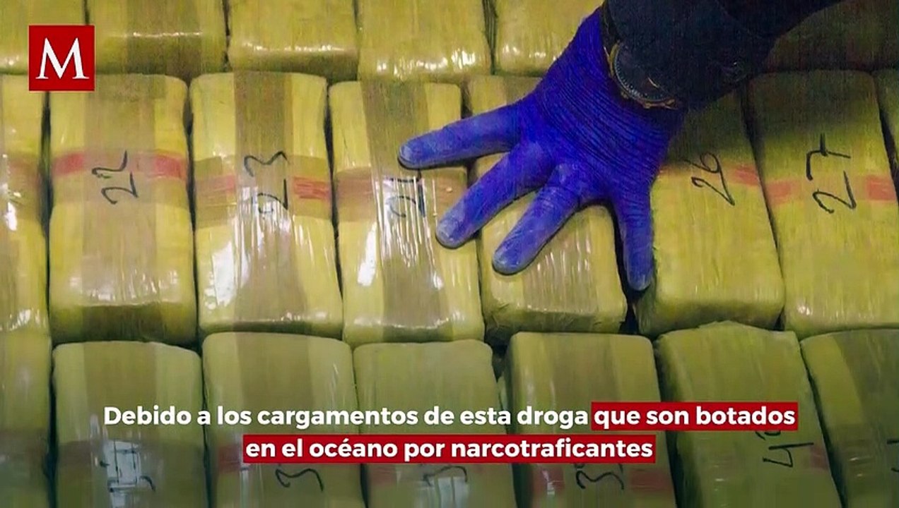 Estudio revelador indica que tiburones podrían...