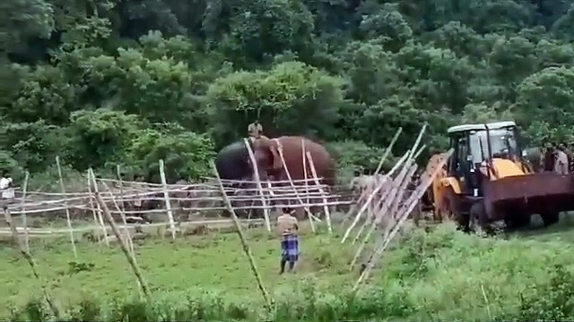 பொள்ளாச்சியில் 3வது முறையாக மயக்க ஊசி செலுத்தி பிடிக்கப்பட்ட மக்னா யானை