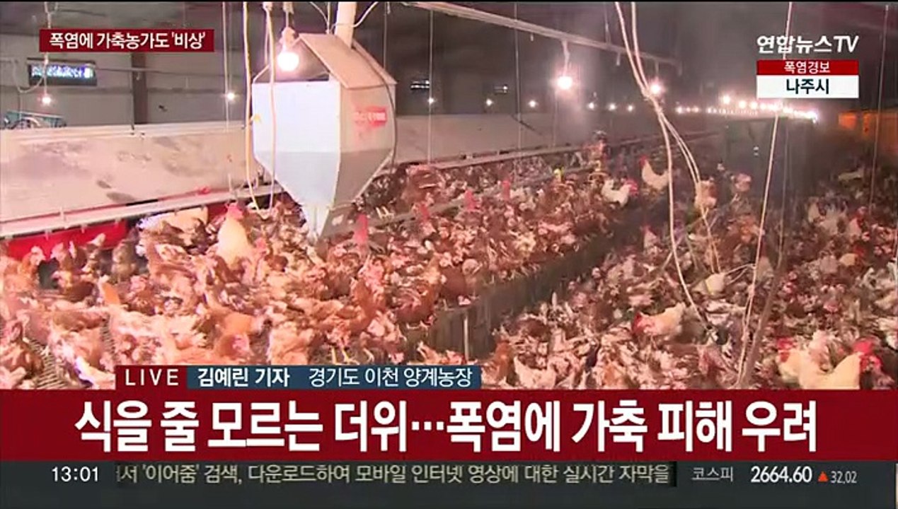 폭염에 가축농가도 비상…"집단 폐사 우려"