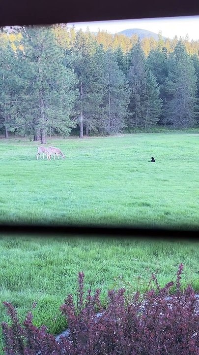 Cat Tries To Befriend Deer
