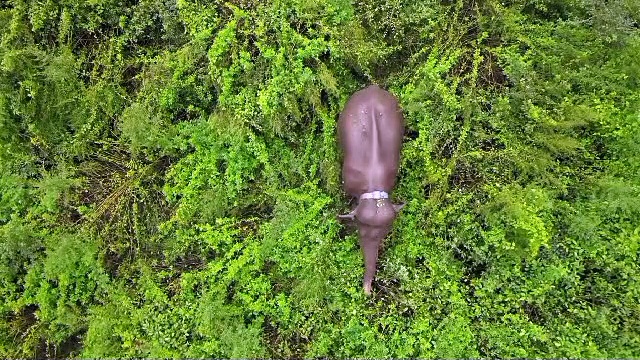 அடர் வனப்பகுதியில் விடப்பட்ட மக்னா யானை பறக்கும் கேமரா மூலம் தொடர் கண்காணிப்பு