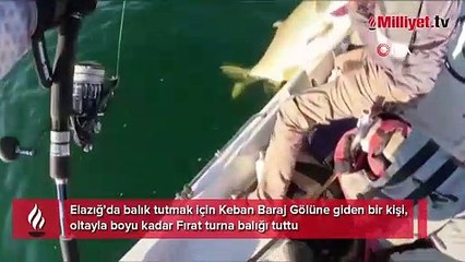 Oltayla boyu kadar Fırat turnası tuttu