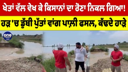 ਖੇਤਾਂ ਵੱਲ ਵੇਖ ਕੇ ਕਿਸਾਨਾਂ ਦਾ ਰੋਣਾ ਨਿਕਲ ਗਿਆ! ਹੜ 'ਚ ਡੁੱਬੀ ਪੁੱਤਾਂ ਵਾਂਗ ਪਾਲ਼ੀ ਫਸਲ |OneIndia Punjabi