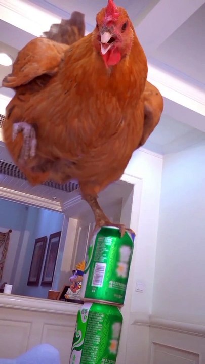 Cat and chicken