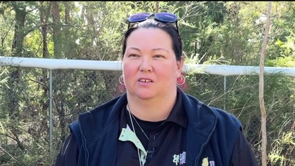 Koalas being killed on infamous stretch of Sydney road