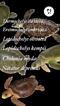 Êtes-vous incollable sur les tortues marines ?