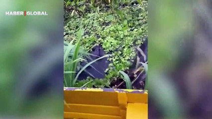 Nehrin içinden kıvrıla kıvrıla geçen dev yılan tüyleri diken diken etti