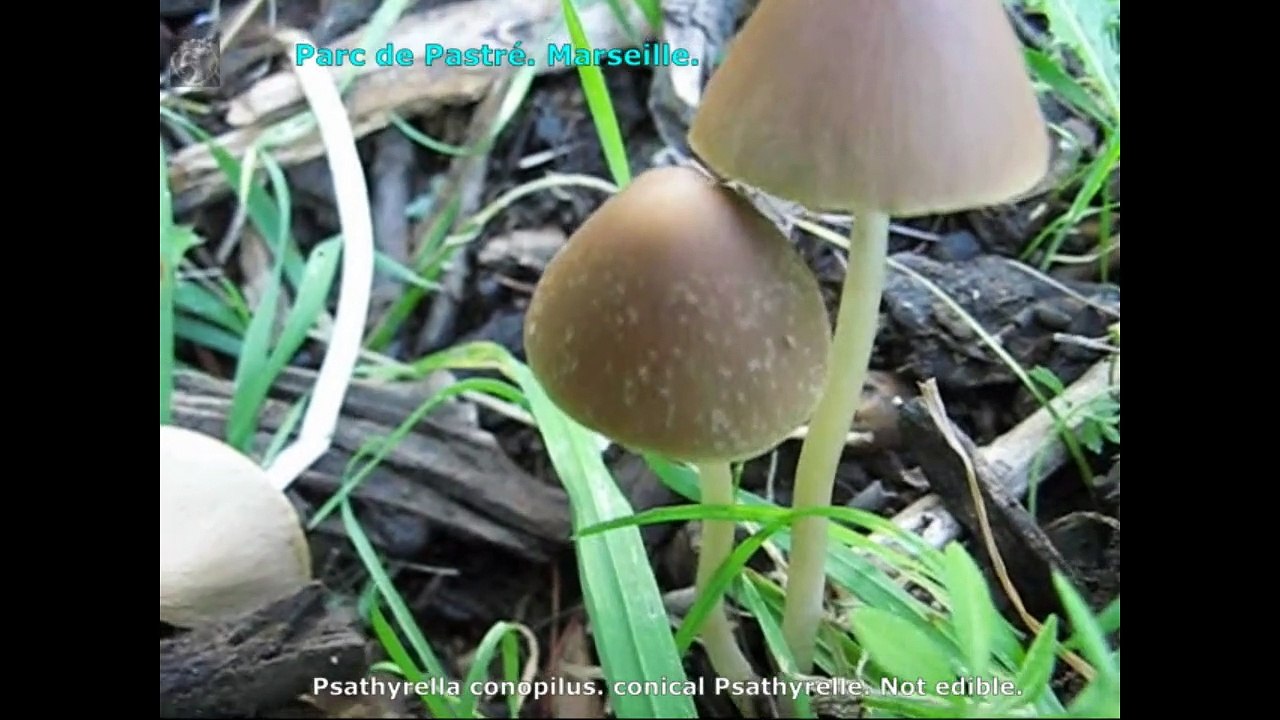 Psathyrella conopilus. Champimaginatis. English Text