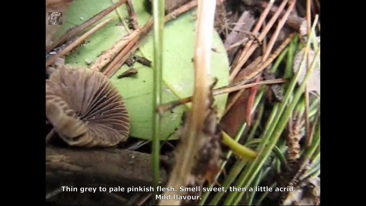 Psathyrella gracilis. Champimaginatis. English Text