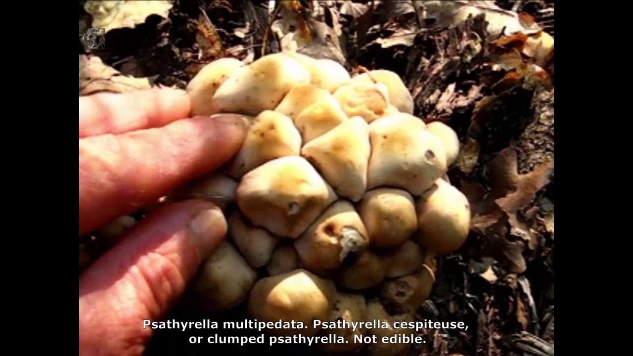 Psathyrella multipedata. Champimaginatis. English Text