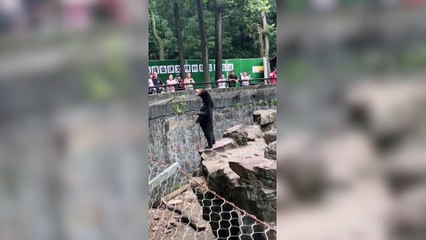 Hangzhou Zoo in China forced to deny claims sun bear is man in costume after video sparks authenticity debate