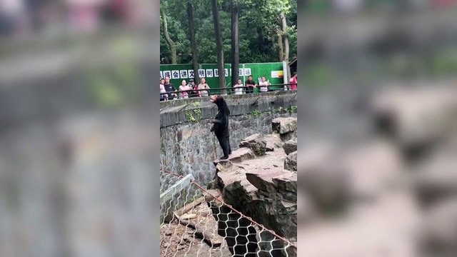 Hangzhou Zoo in China forced to deny claims sun bear is man in costume after video sparks authenticity debate