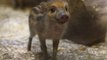 Critically endangered piglets born at Edinburgh Zoo