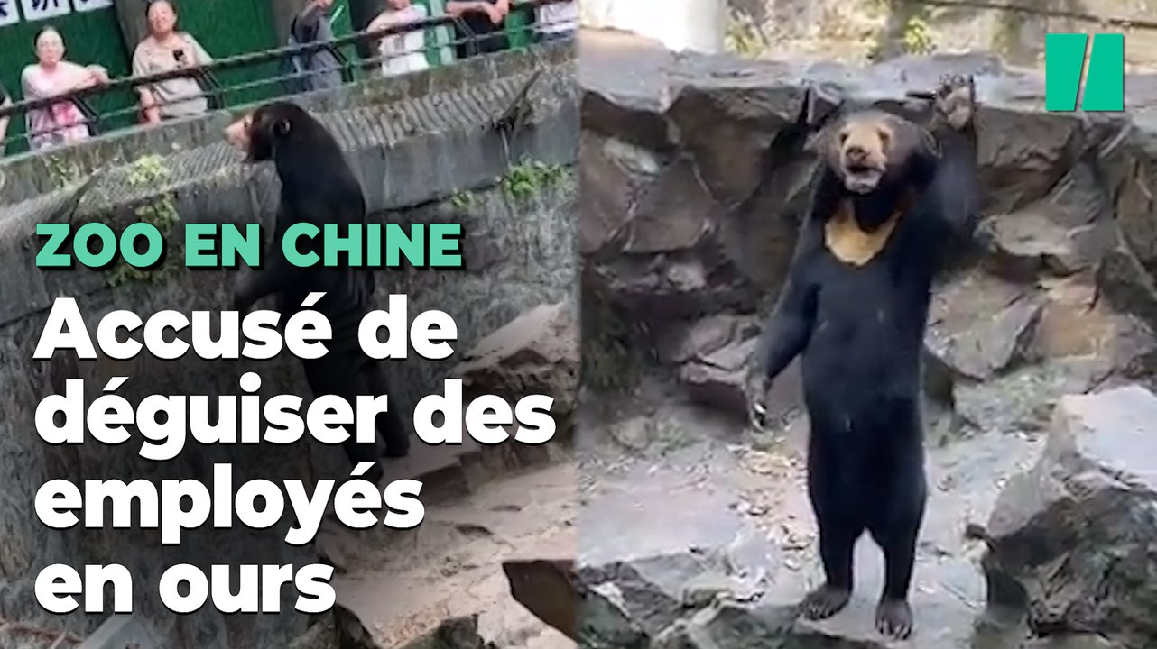 Un zoo chinois accusé de remplacer un ours par un humain déguisé se défend