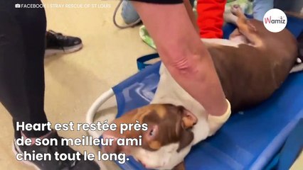 La chienne refuse de quitter son meilleur ami  en larmes, ils lui remettent un objet très spécial (vidéo)