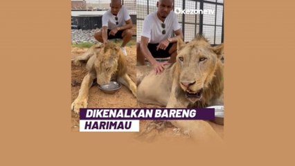 Diboyong dari Liverpool, Al Ittihad Kenalkan Fabinho Bersama Seekor Harimau