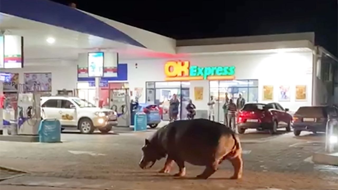 Hippo Strolls Into Petrol Station In South Africa | Wild-ish TV