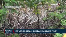 Polda Sumatera Utara Ungkap Kasus Pembalakan Hutan Mangrove di Langkat