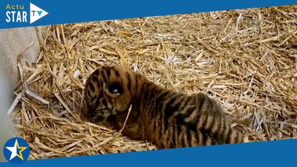 Zone Interdite : les premiers pas émouvants d'un bébé tigre, 40 minutes seulement après sa naissance