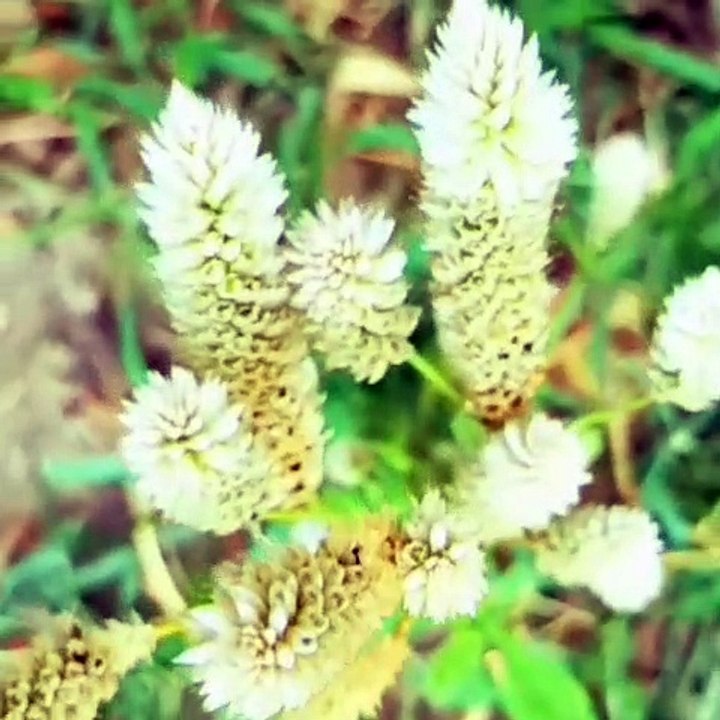 Beautiful flower