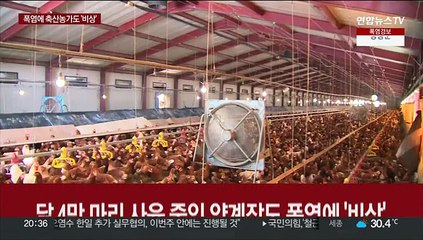 폭염에 지친 축산농가…불볕 더위에 가축도 '헉헉'