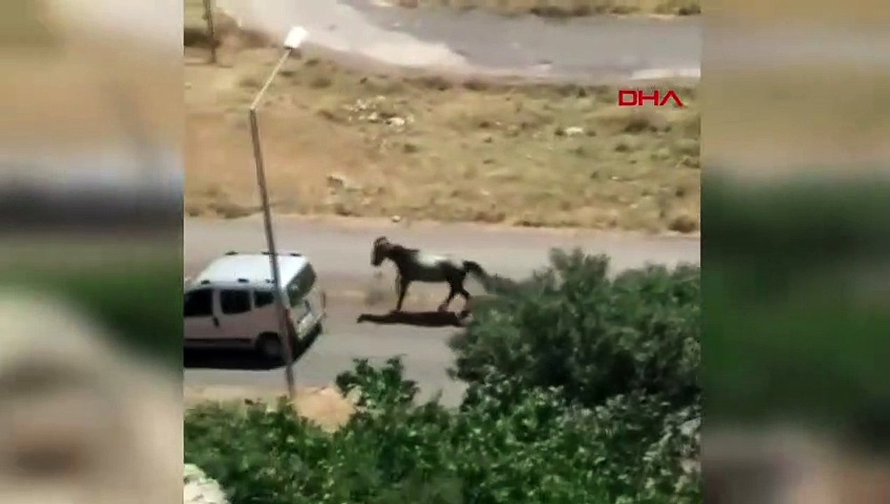 Conducteur chevauchant un cheval attaché à son...
