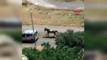 Elazığ'da isyan ettiren görüntü! Hafif ticari aracına bağladığı atı koşturarak götürdü
