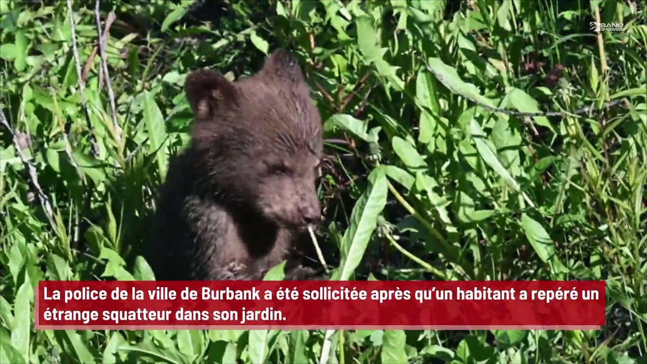 Un zoo nie que ses ours sont des hommes déguisés !
