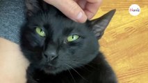 Un chat errant arrive en foyer d'accueil : 15 jours plus tard, un événement vient tout chambouler (vidéo)