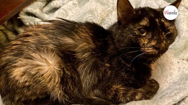 Ce chat handicapé se donne une mission : sociabiliser des chatons pour les faire adopter