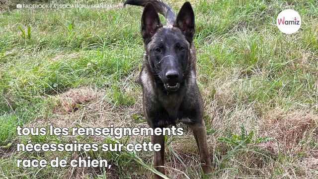 Ils craquent sur un chiot Malinois sans connaître le caractère de la race : ils l'abandonnent en quelques mois