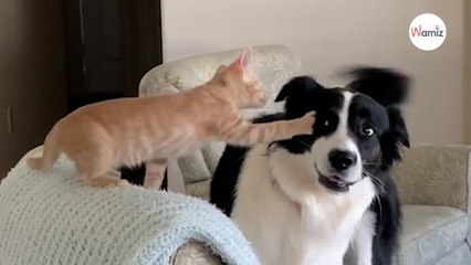 Un chien a très peur des chatons : au bout d'une semaine sa transformation fait chaud au cœur (vidéo)