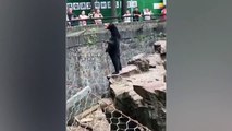Réponse aux allégations d'« ours humain » du zoo en Chine : de vrais ours
